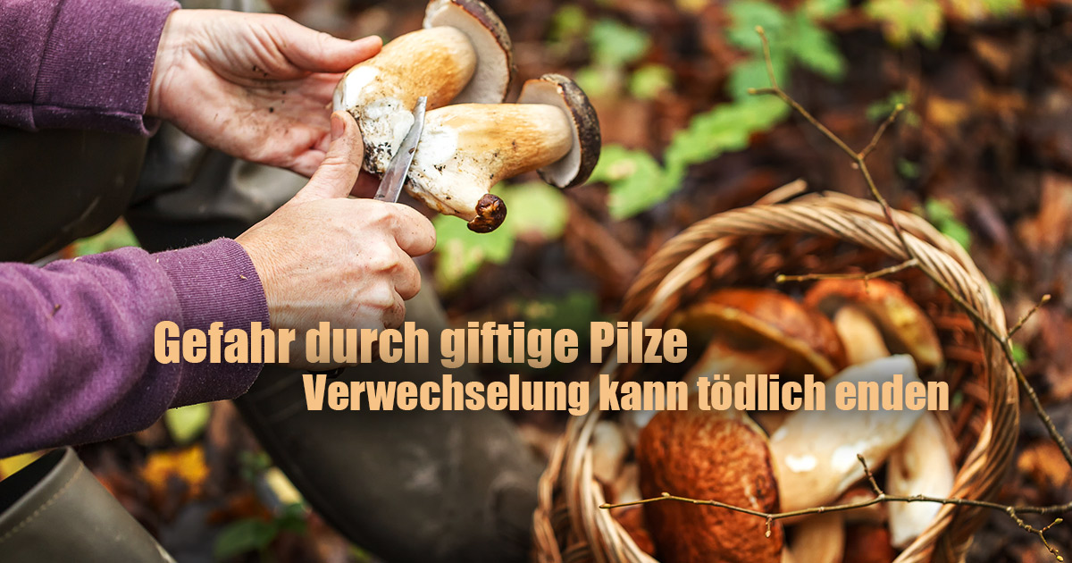 Start der Pilzsaison im Hochsauerlandkreis: Gefahr durch giftige Pilze - Verwechselung mit essbaren Exemplaren kann tödlich enden 15 Start der Pilzsaison im Hochsauerlandkreis