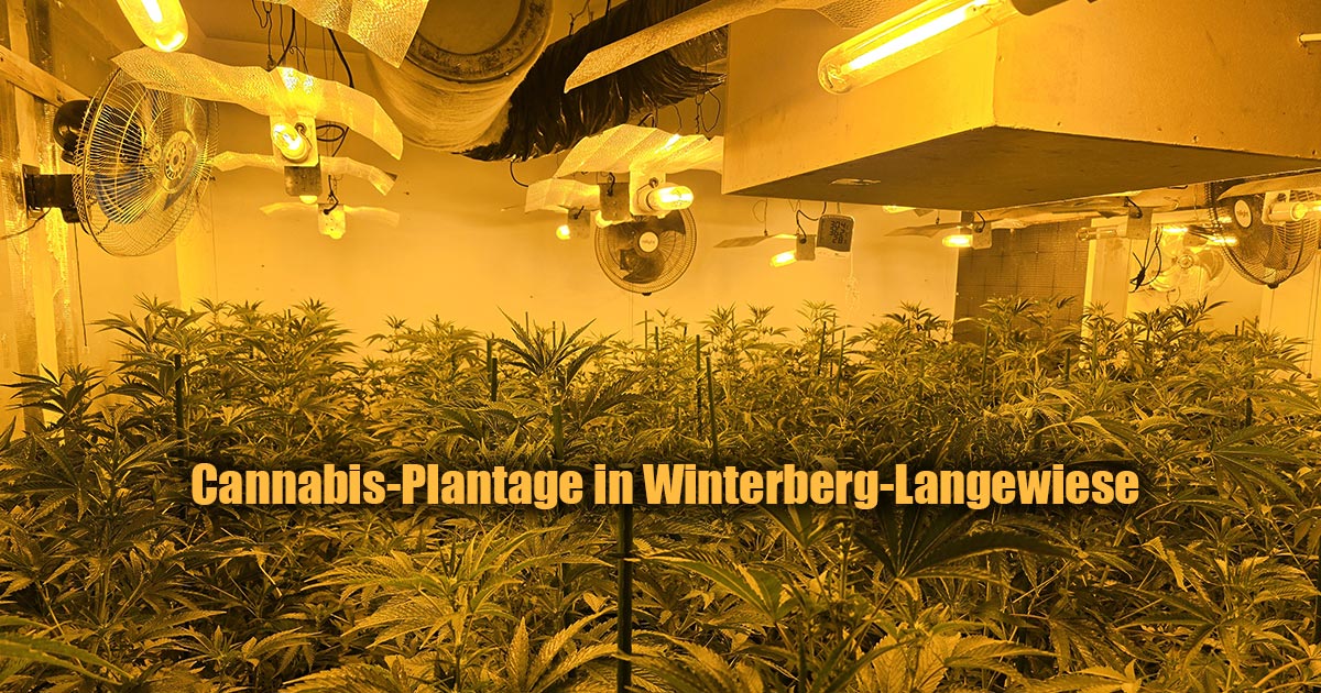 Cannabis Plantage bei Durchsuchung in Winterberg Langewiese entdeckt