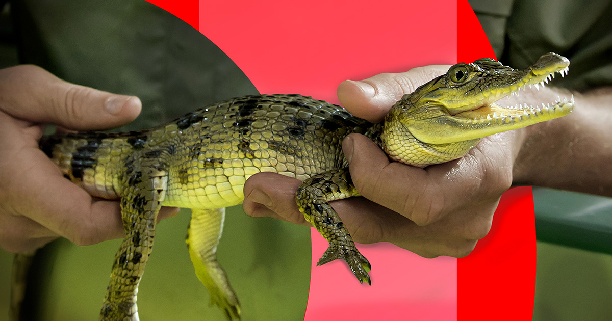 Jede dritte Tierart weltweit ist bedroht Wissenschaftsabend ueber Artensterben